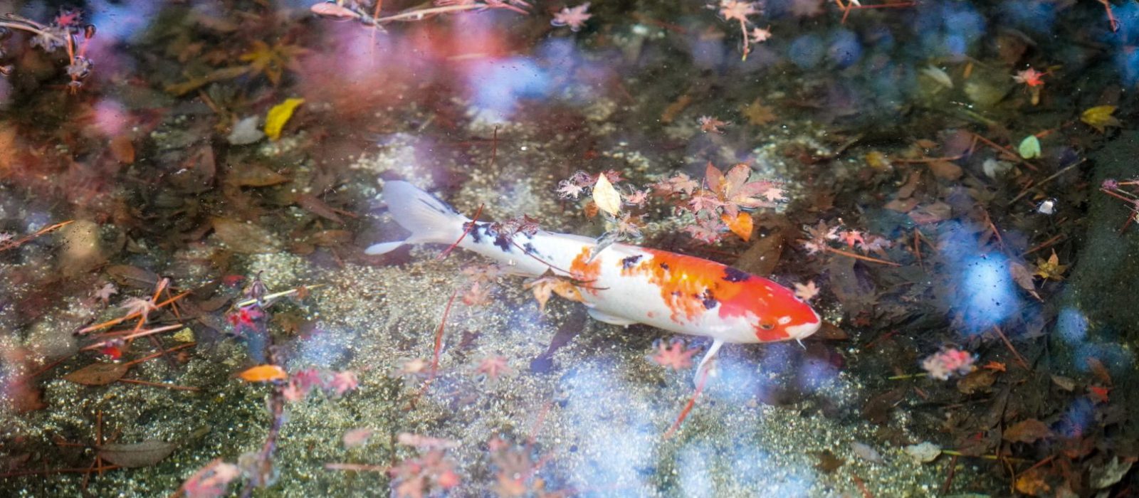 写真 2019-11-23 14 34 43 写真 2019-11-23 14 34 43